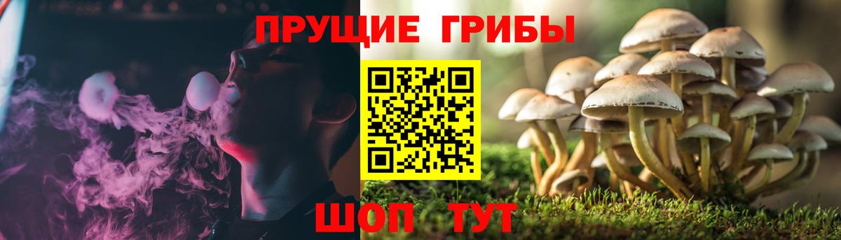 Псилоцибиновые грибы Cubensis Ленинск-Кузнецкий